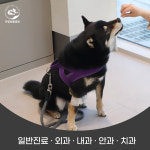 아침동물병원