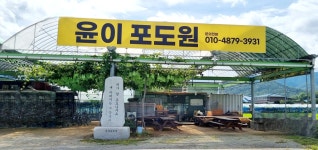 윤이포도원