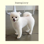 댕로리 애견미용실