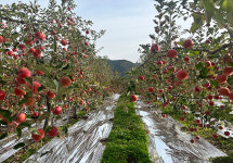 청송사과애플엠