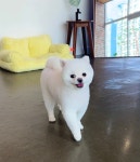 댕로리 애견미용실