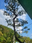 초록지붕스테이