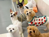 옐레드 애견유치원&애견호텔 부천신중동점