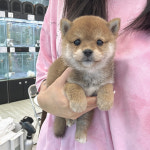 강아지분양 애견분양 퍼피플라워 하남점