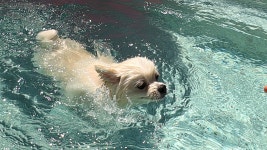 옐레드 애견유치원&애견호텔 부천신중동점