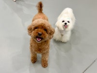 옐레드 애견유치원&애견호텔 부천신중동점