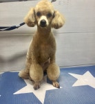 깔끔하개