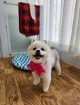 푸리바바