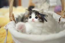 아담스펫 강아지분양 고양이분양 강남점