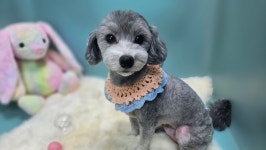 순심이네 펫살롱