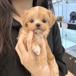 강아지분양 애견분양 퍼피플라워 하남점