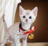 위클리독 강아지분양 일산점