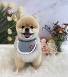 푸리바바