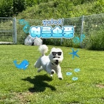 옐레드 애견유치원&애견호텔 부천신중동점