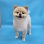 이뻐질개애견미용실