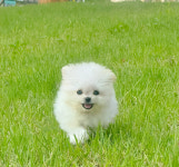 베베멍 강아지분양 고양이분양 시흥본점