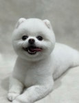 도토리강아지 유치원