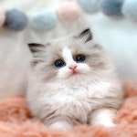 루나캣 대전고양이분양 본점