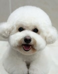 도토리강아지 유치원