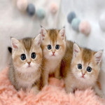 루나캣 대전고양이분양 본점