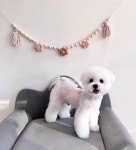 앤더독 반려견미용실