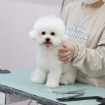 그루밍베베 애견미용
