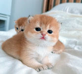 루나캣 대전고양이분양 본점