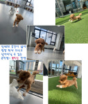꽃피는견생 인천애견유치원