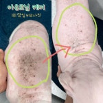 애견미용실 또이쁜댕