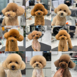 펫티끄