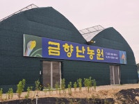 금향난농원