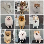 펫티끄