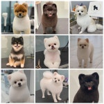펫티끄