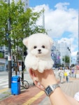 천안강아지분양 우리집퍼피 천안아산본점