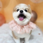 The dog salon