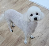 순심이네 펫살롱