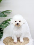멍데이즈