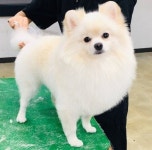 힐더독 케어 센터