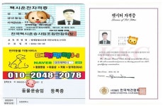 대전펫택시