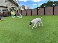 도그와트 애견유치원 호텔 미용