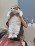 고양이이발관 송도점