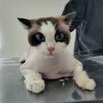 야옹이 GROOMING