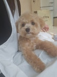강아지풀 강아지미용실
