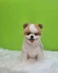 쁘띠펫