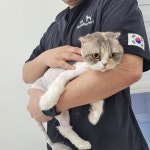 야옹이 GROOMING
