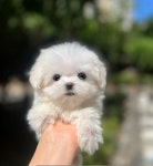 청주강아지분양 애견입양 애견미용 바른펫