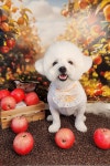 베이글버트그루밍