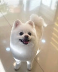 신정 애견 미용