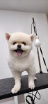 둘리 애견미용