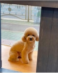 신정 애견 미용